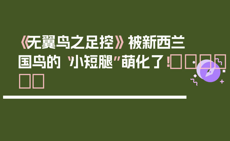 《无翼鸟之足控》｜被新西兰国鸟的“小短腿”萌化了！🐦‍⬛